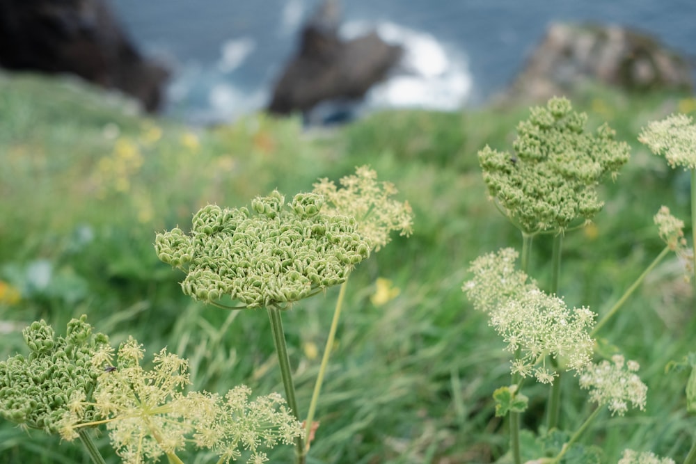 a bunch of flowers that are in the grass