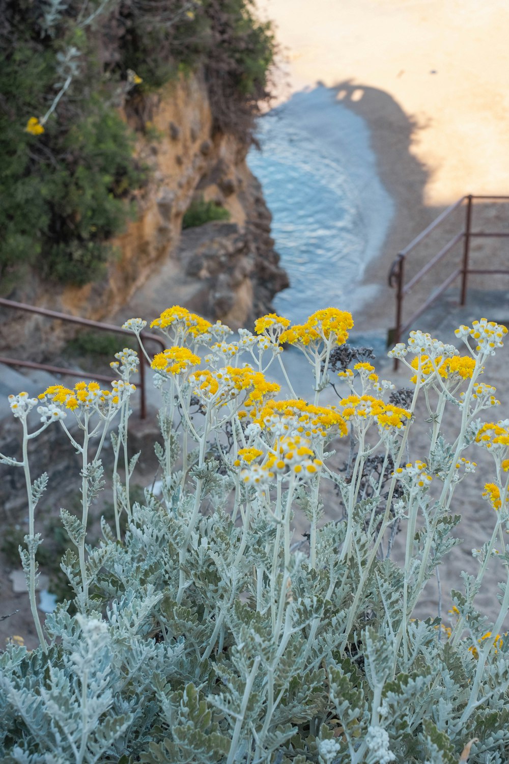 a bunch of flowers that are by some water