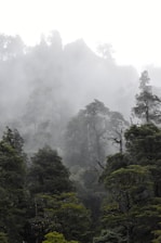 a foggy forest filled with lots of trees