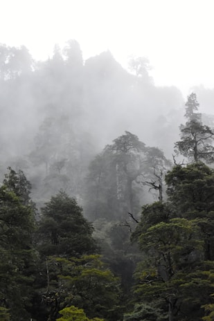a foggy forest filled with lots of trees