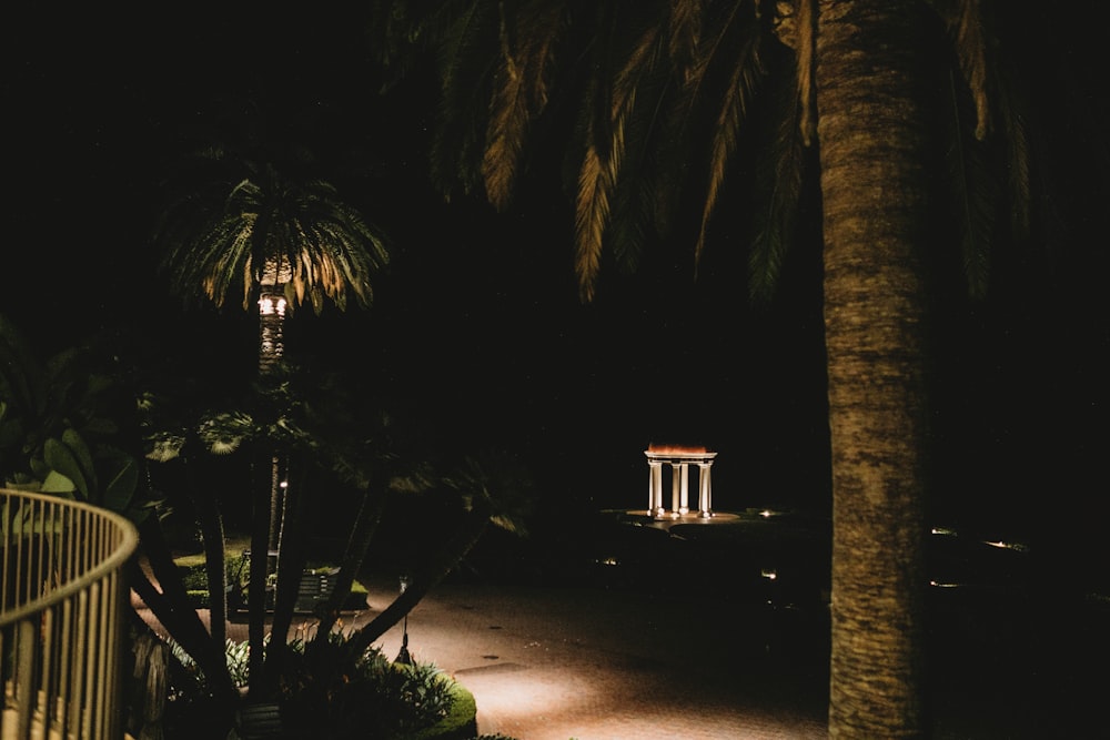 a palm tree in a park at night