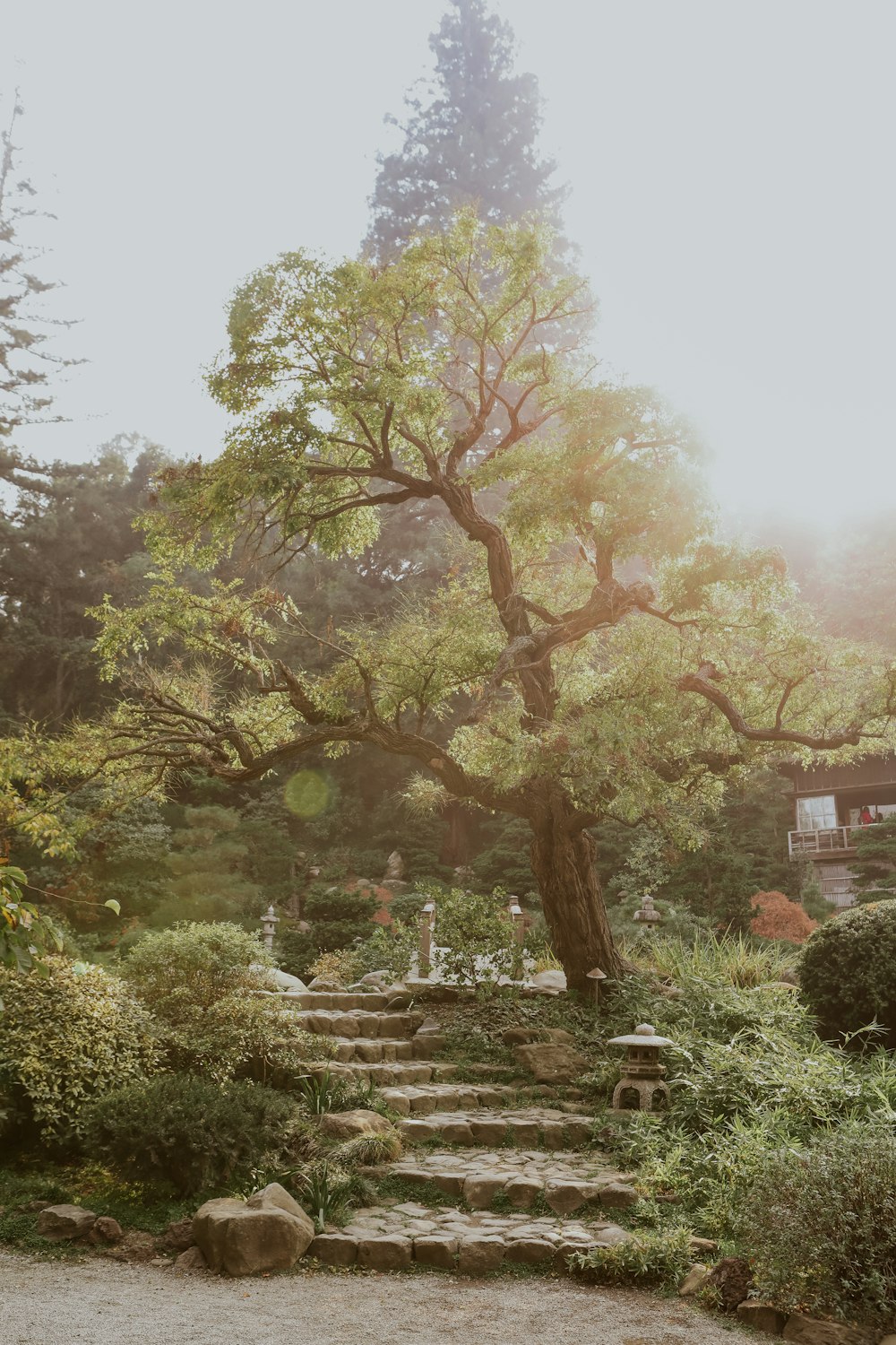 a large tree sitting in the middle of a lush green forest