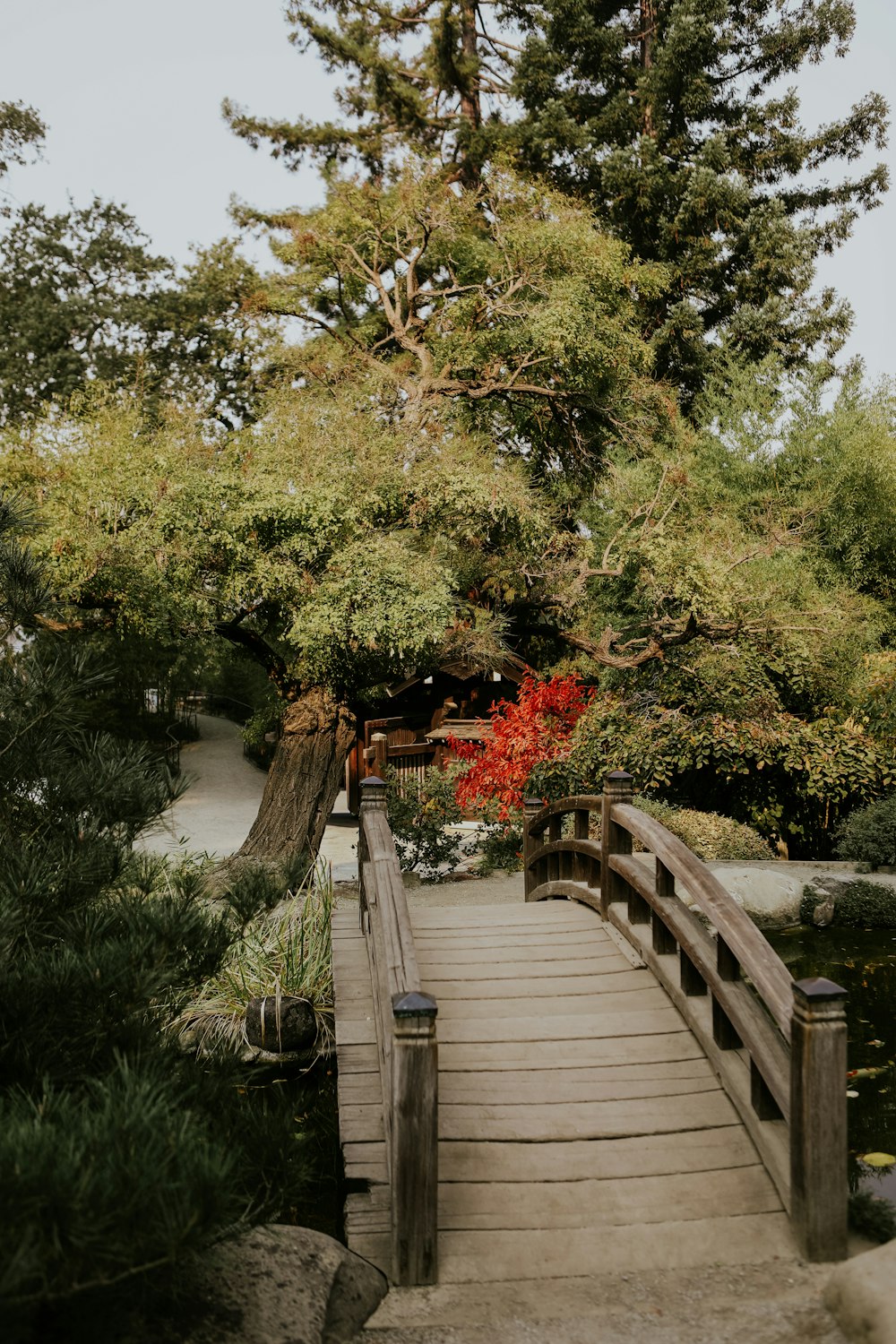 uma ponte de madeira sobre uma lagoa cercada por árvores