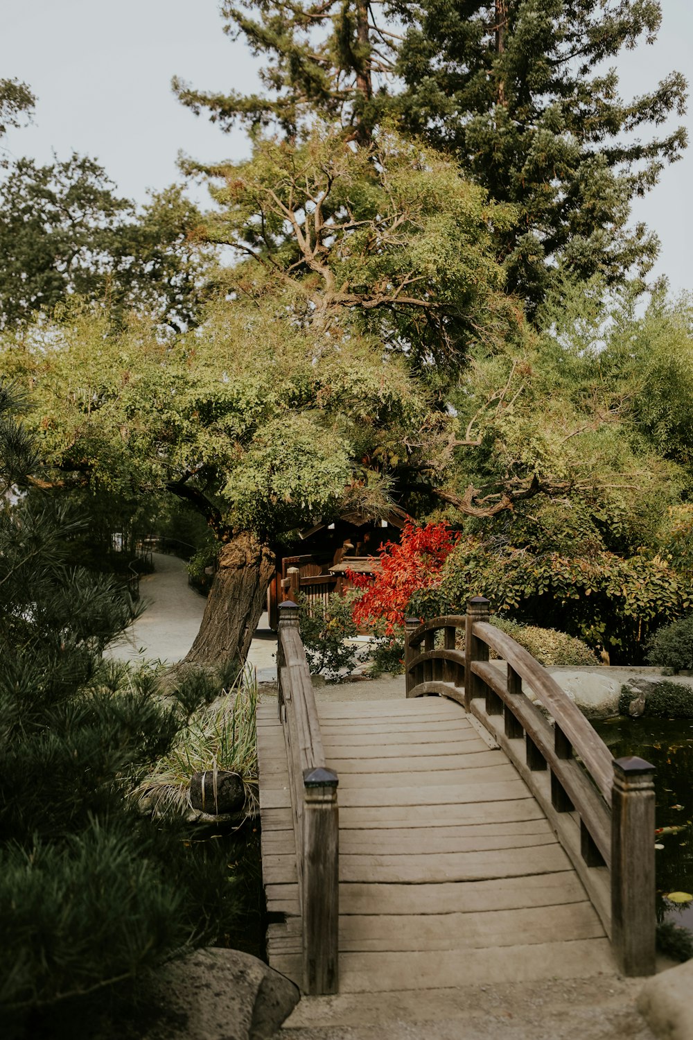 a wooden bridge over a pond surrounded by trees