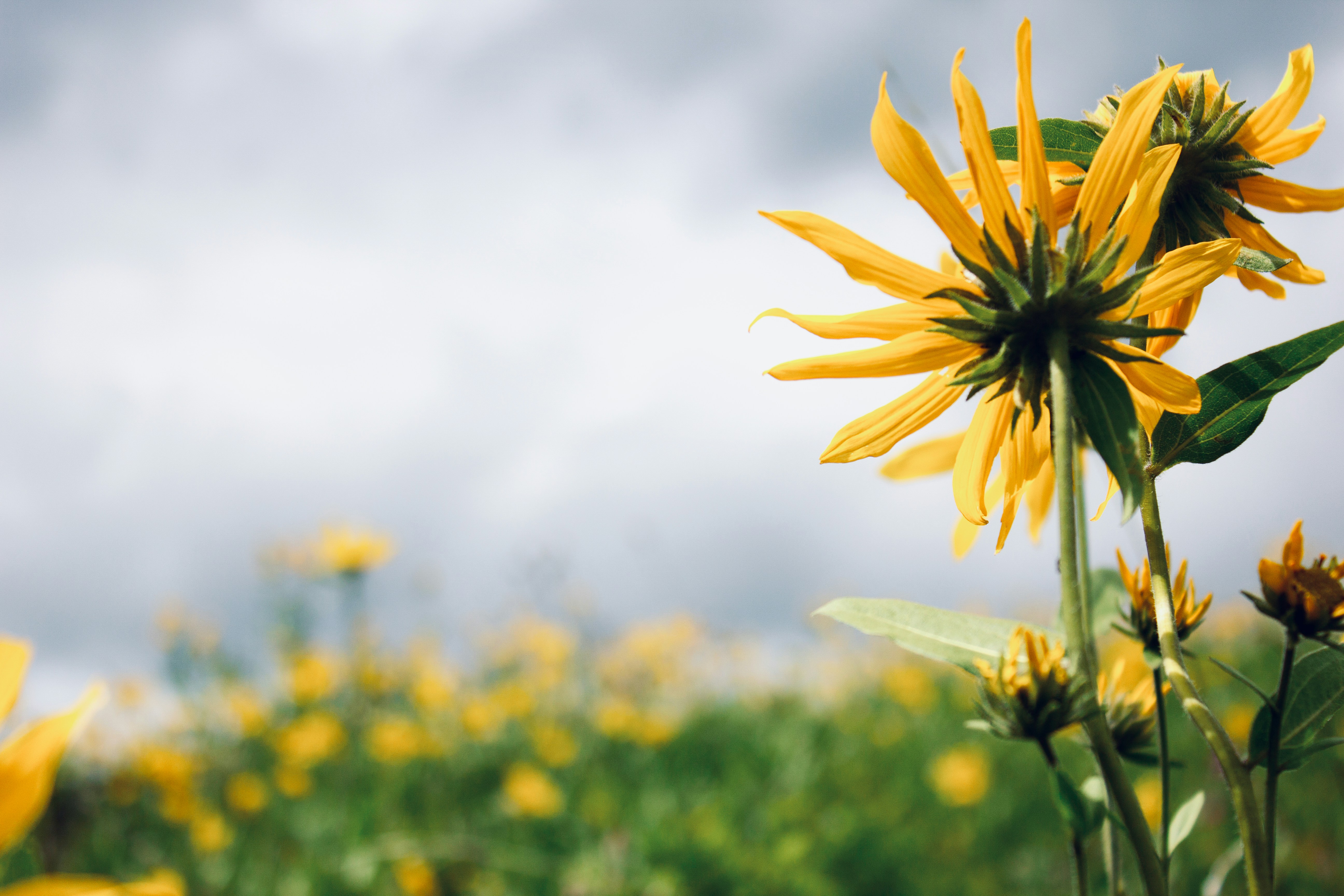 Photo by dcanadianphotographer