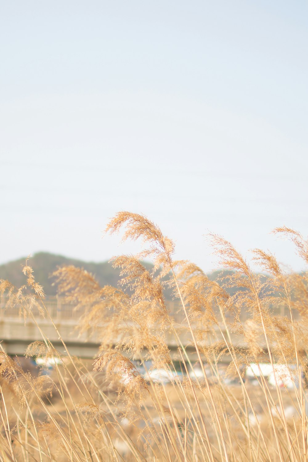 a field of tall grass with a bridge in the background