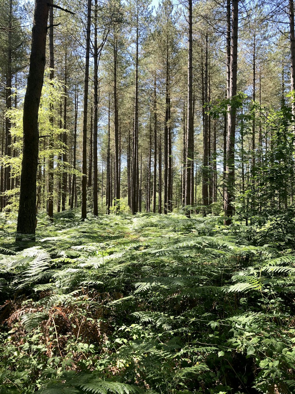 a lush green forest filled with lots of trees