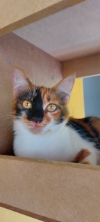 A calico cat with bright eyes and multicolored fur sits comfortably on a wooden surface, partially framed by its surroundings. The cat's ears are upright, and its gaze is direct, providing a candid and composed expression.
