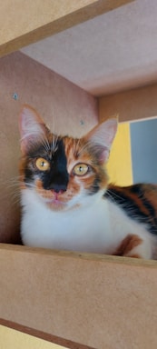 A calico cat with bright eyes and multicolored fur sits comfortably on a wooden surface, partially framed by its surroundings. The cat's ears are upright, and its gaze is direct, providing a candid and composed expression.
