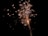Fireworks display with bright sparks and smoke against a dark night sky. The explosion creates a pattern of cascading lights and vibrant colors.