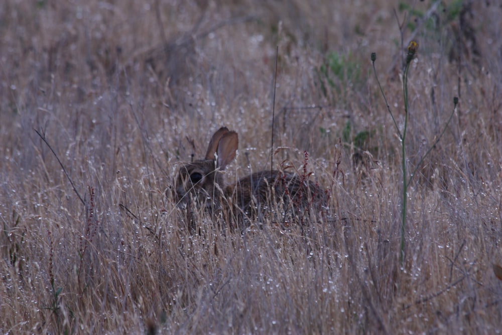 a rabbit is sitting in the tall grass