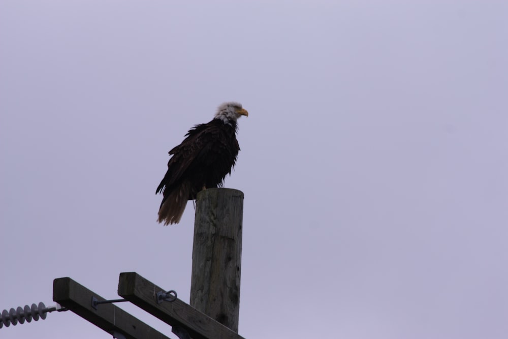 a bald eagle sitting on top of a wooden pole