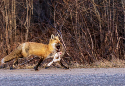 A friendly 2D animated fox carrying a smaller pet while walking along a flower-lined path.