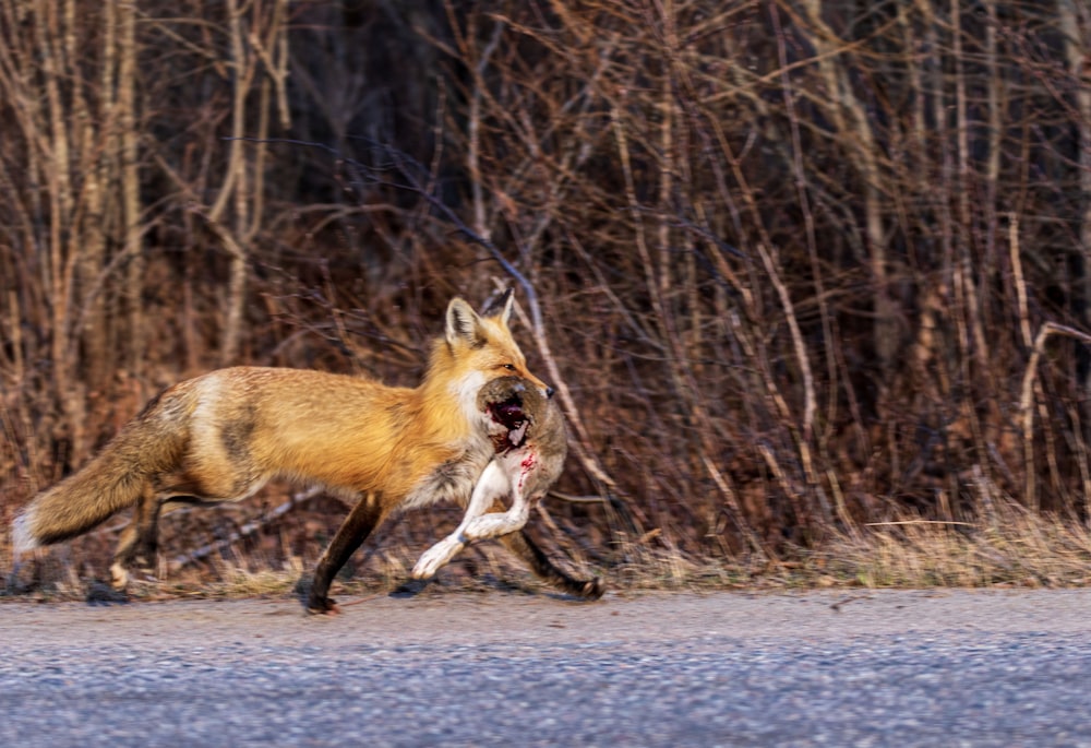 a red fox running across a road with its mouth open