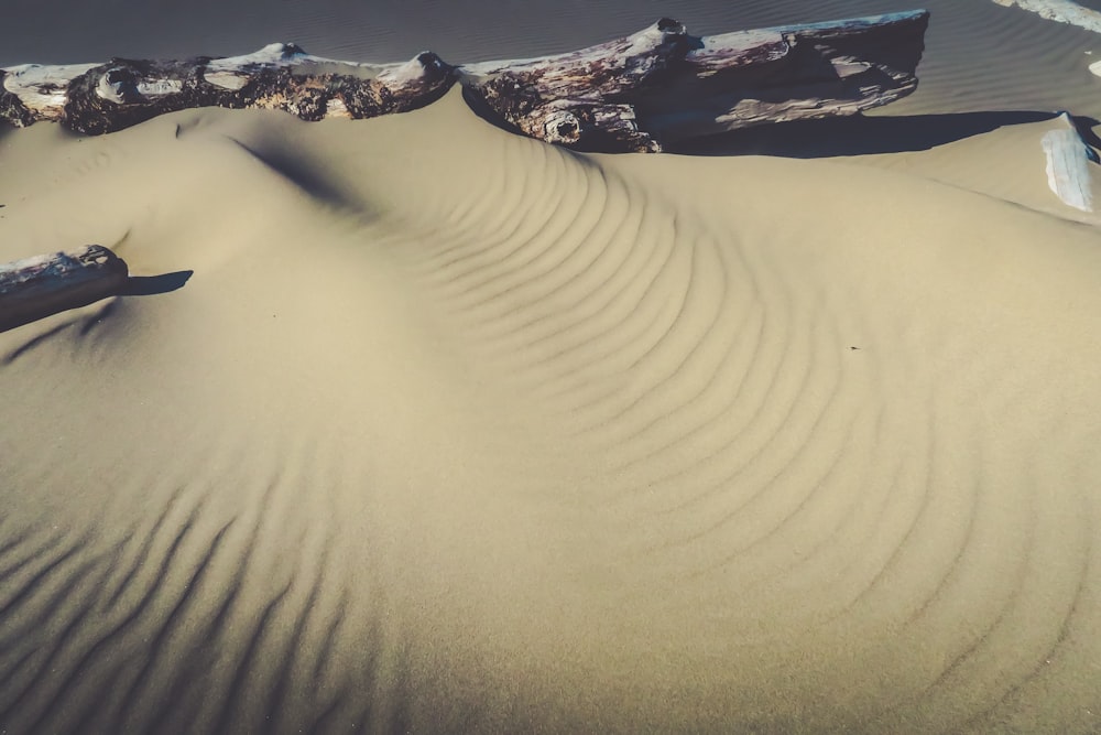 a group of trees that are in the sand