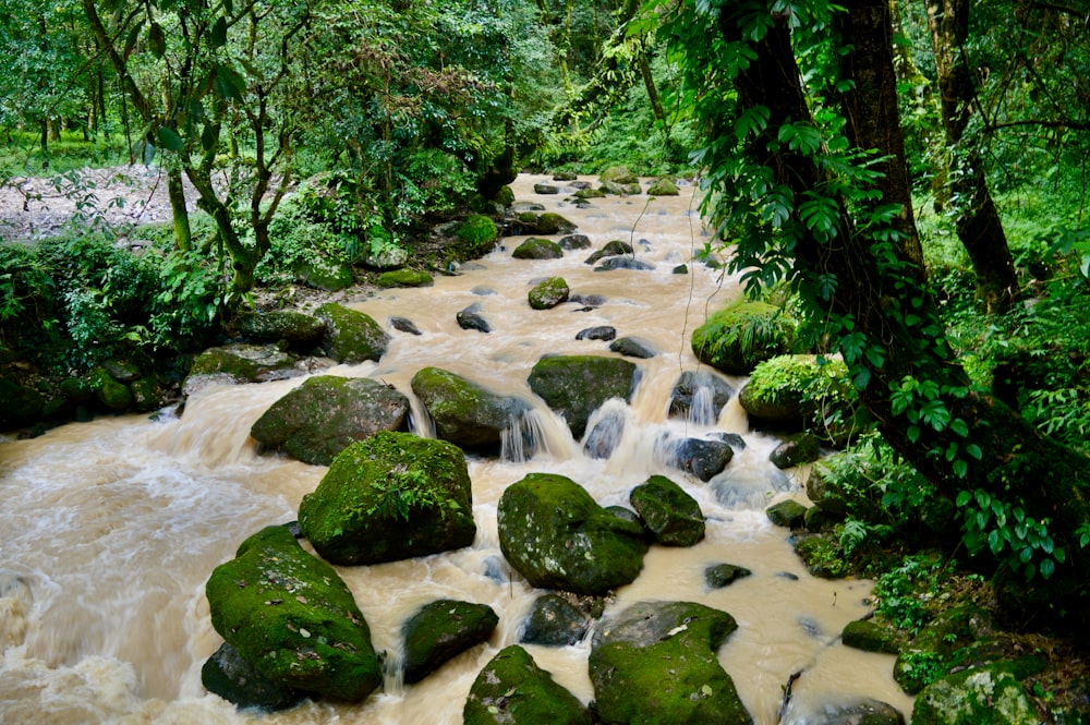 a stream running through a lush green forest