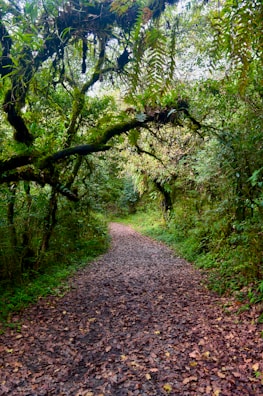 A quiet path winding through a lush green forest with soft brown leaves.
