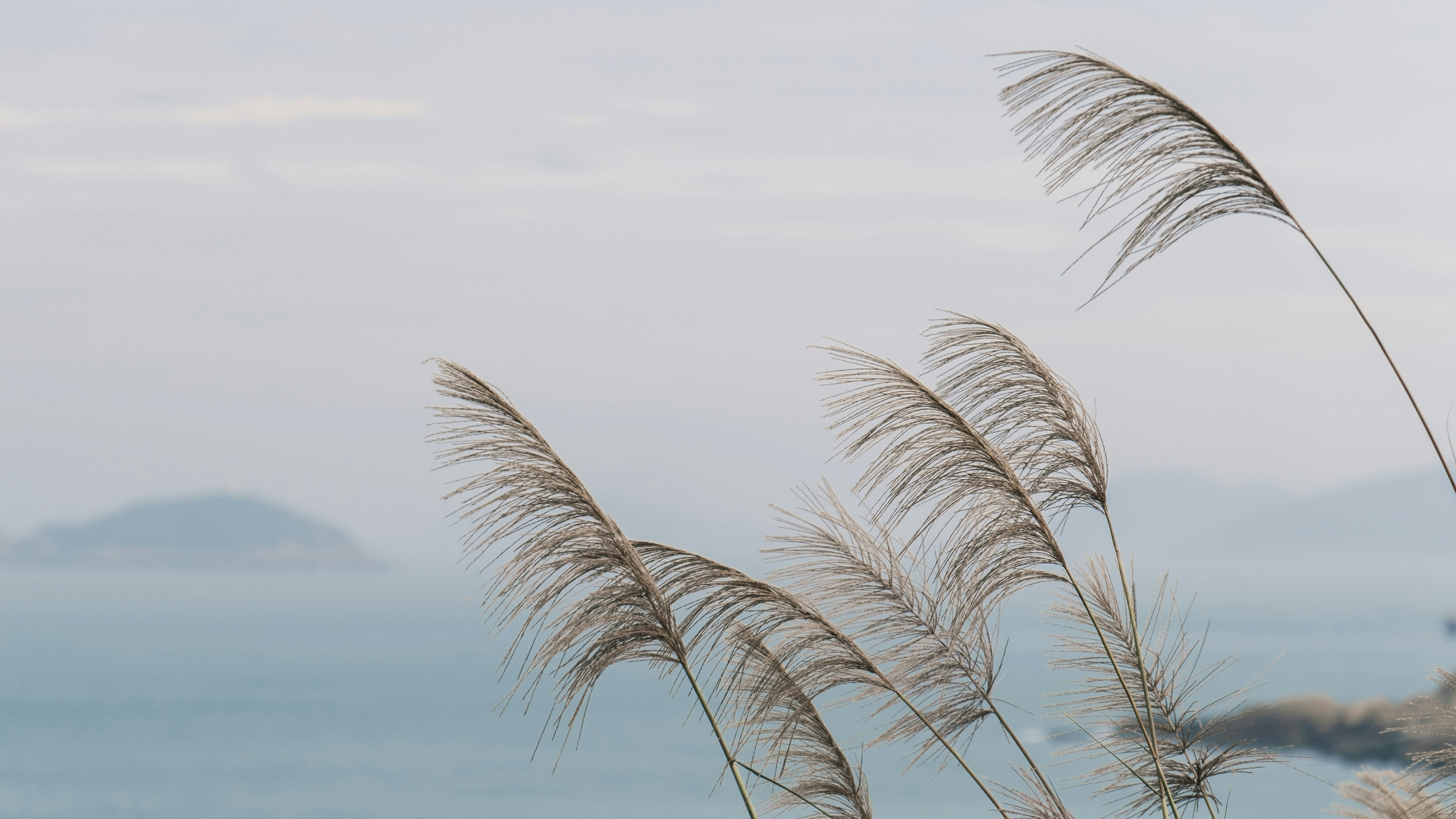 a couple of tall grass next to a body of water