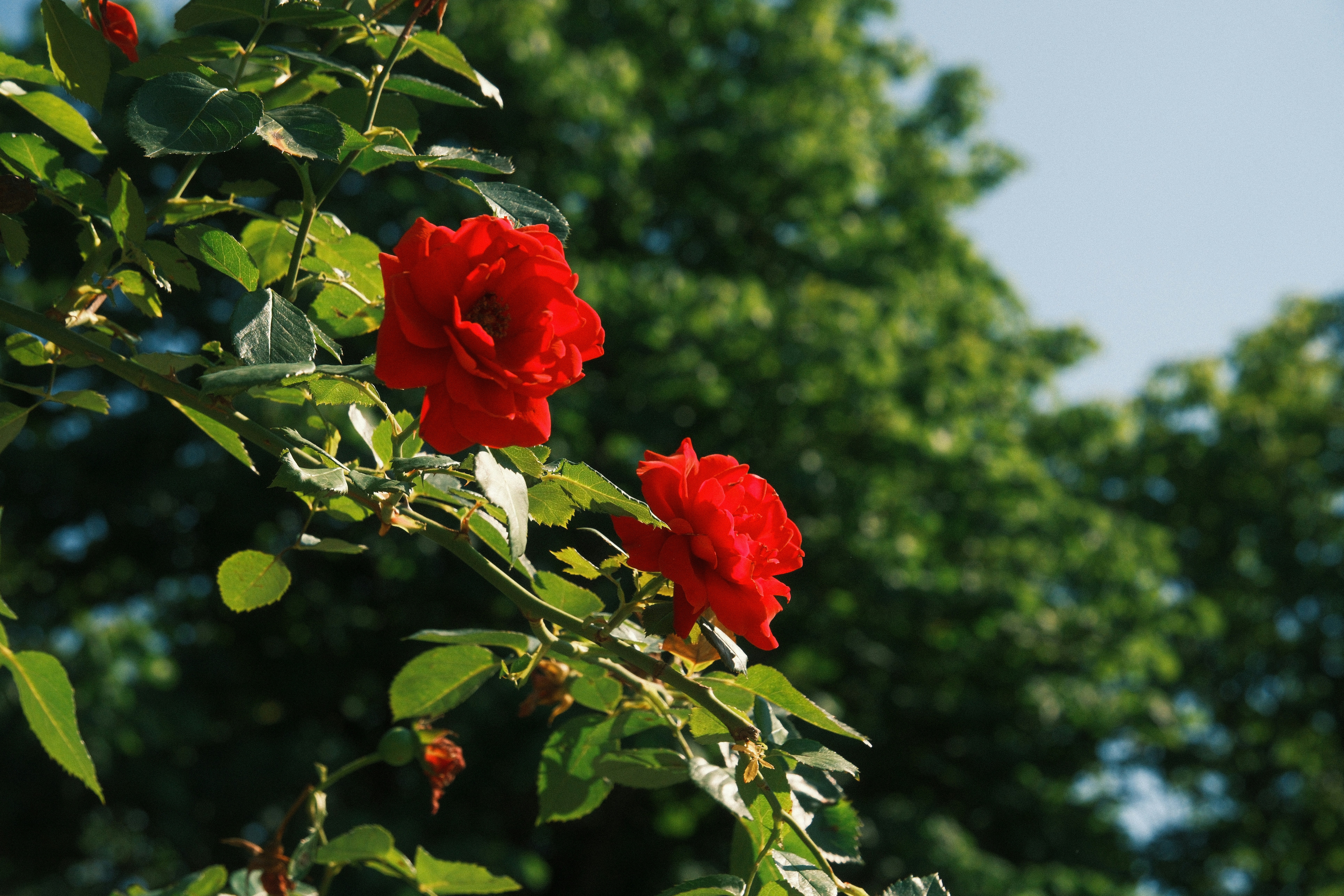 Photo by paulschnuerle