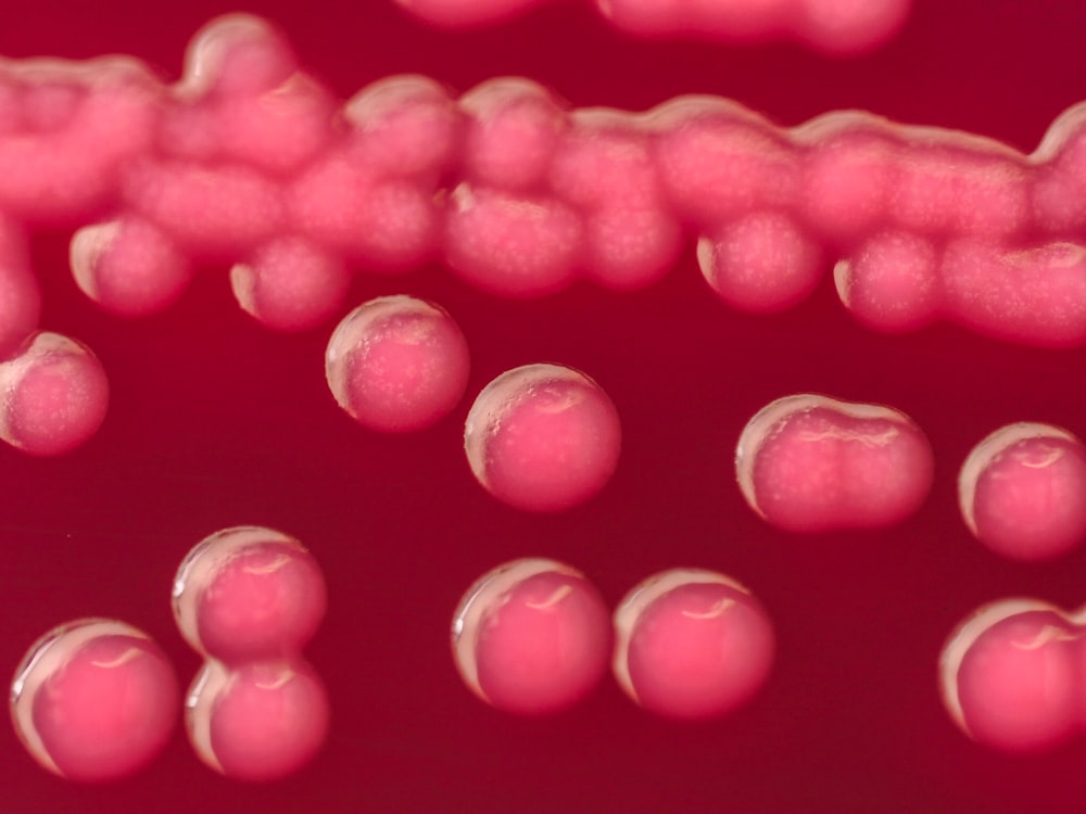 a close up of a pink substance with small bubbles