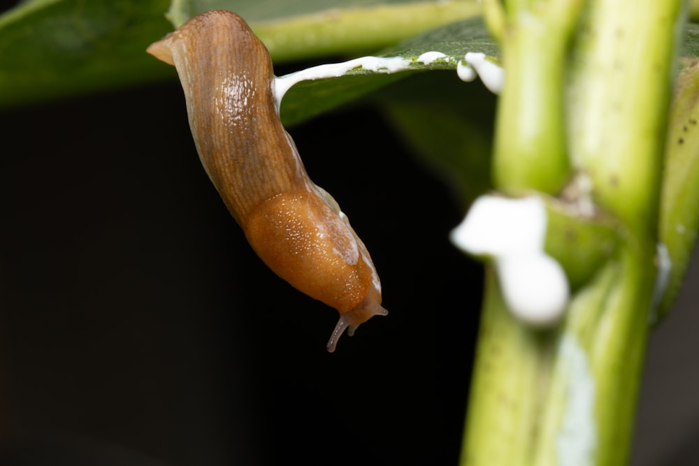 a brown slug crawling on a green plant