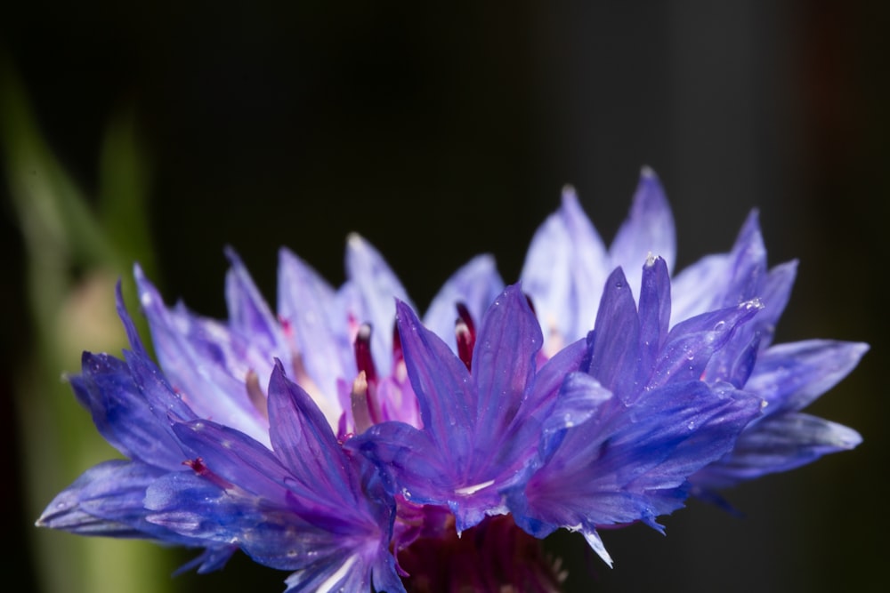 a close up of a purple flower with a blurry background