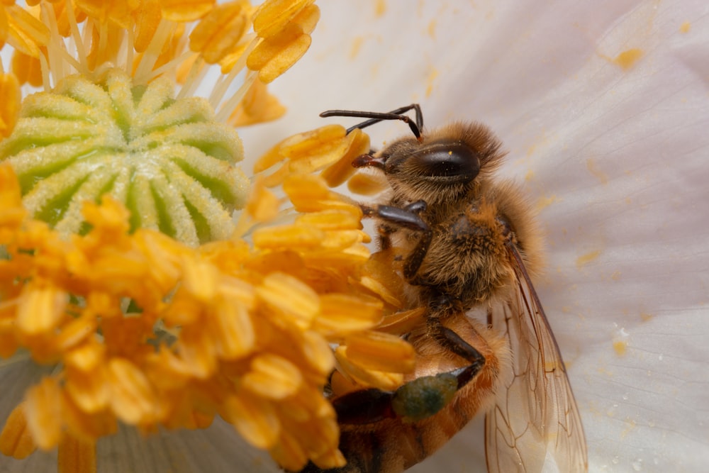 a close up of a bee on a flower