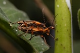 Two orange and black beetles are positioned on a green plant stem. Their bodies have intricate patterns, and they are facing each other with their antennae slightly raised. The background is out of focus, emphasizing the insects and the plant leaves they are on.