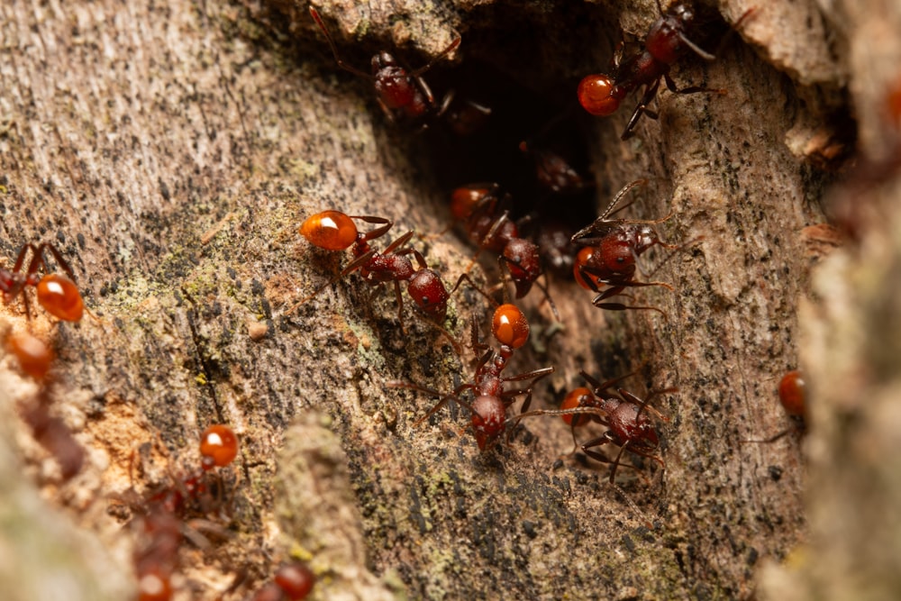 a group of red ants crawling on a tree