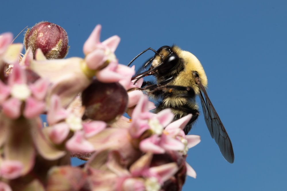 a bee sitting on top of a pink flower