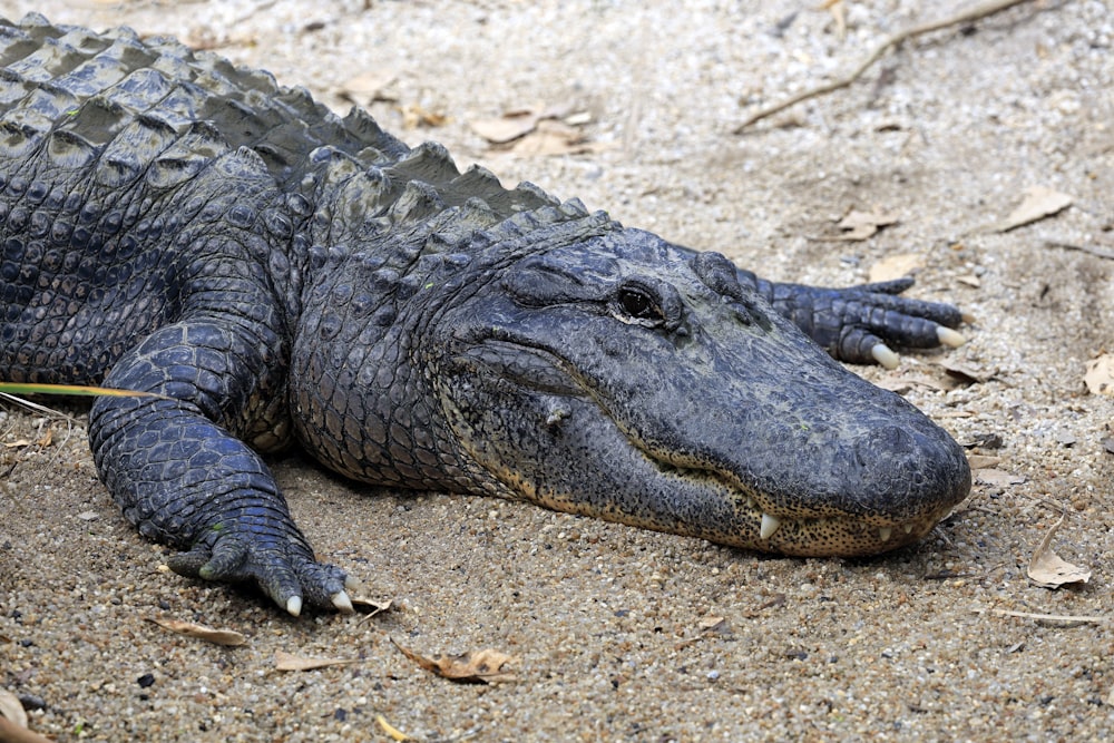 a large alligator laying on the ground