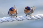 two birds sitting on top of a white rope