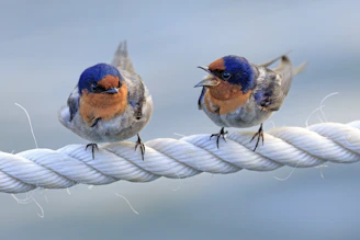 two birds sitting on top of a white rope