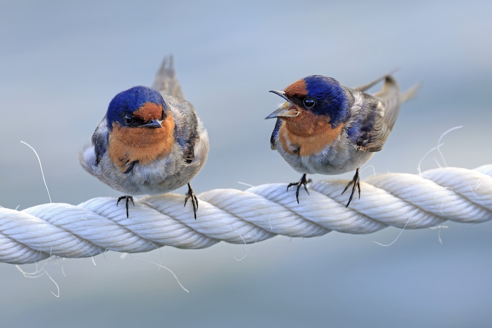 白いロープの上に座っている2羽の鳥