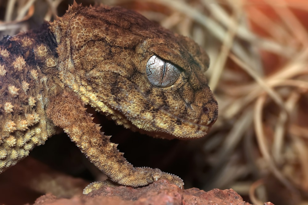 a close up of a lizard on a rock