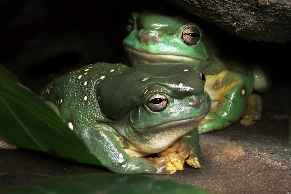 a couple of green frogs sitting next to each other