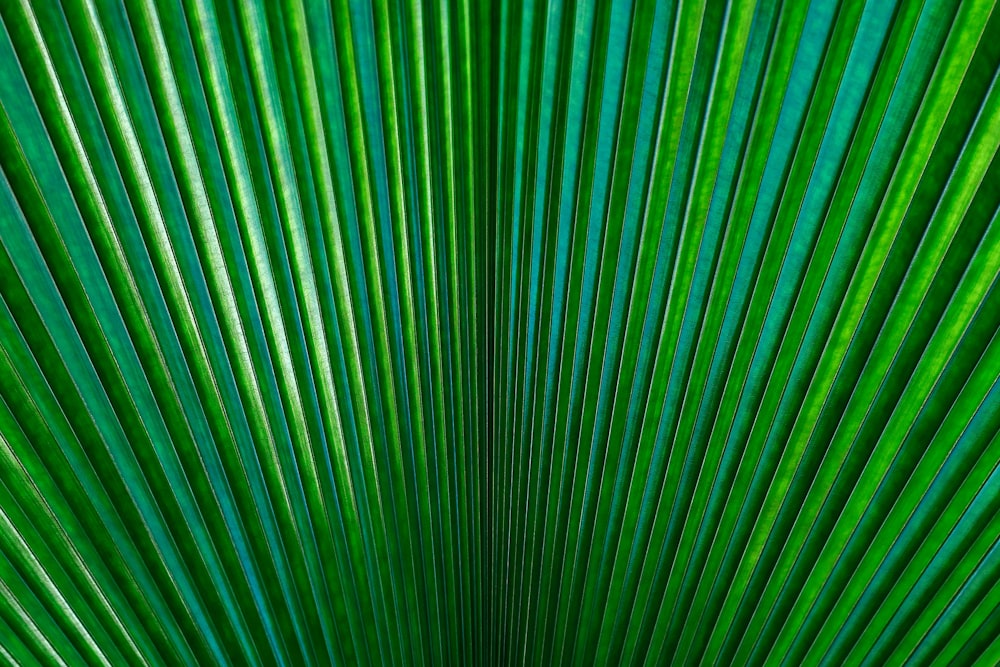 eine nahaufnahme eines grünen palmblattes