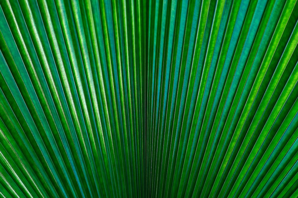 a close up of a green palm leaf