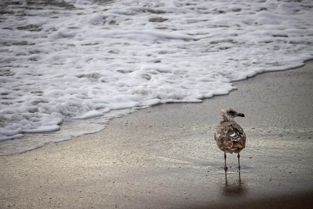 a bird standing on a beach next to the ocean