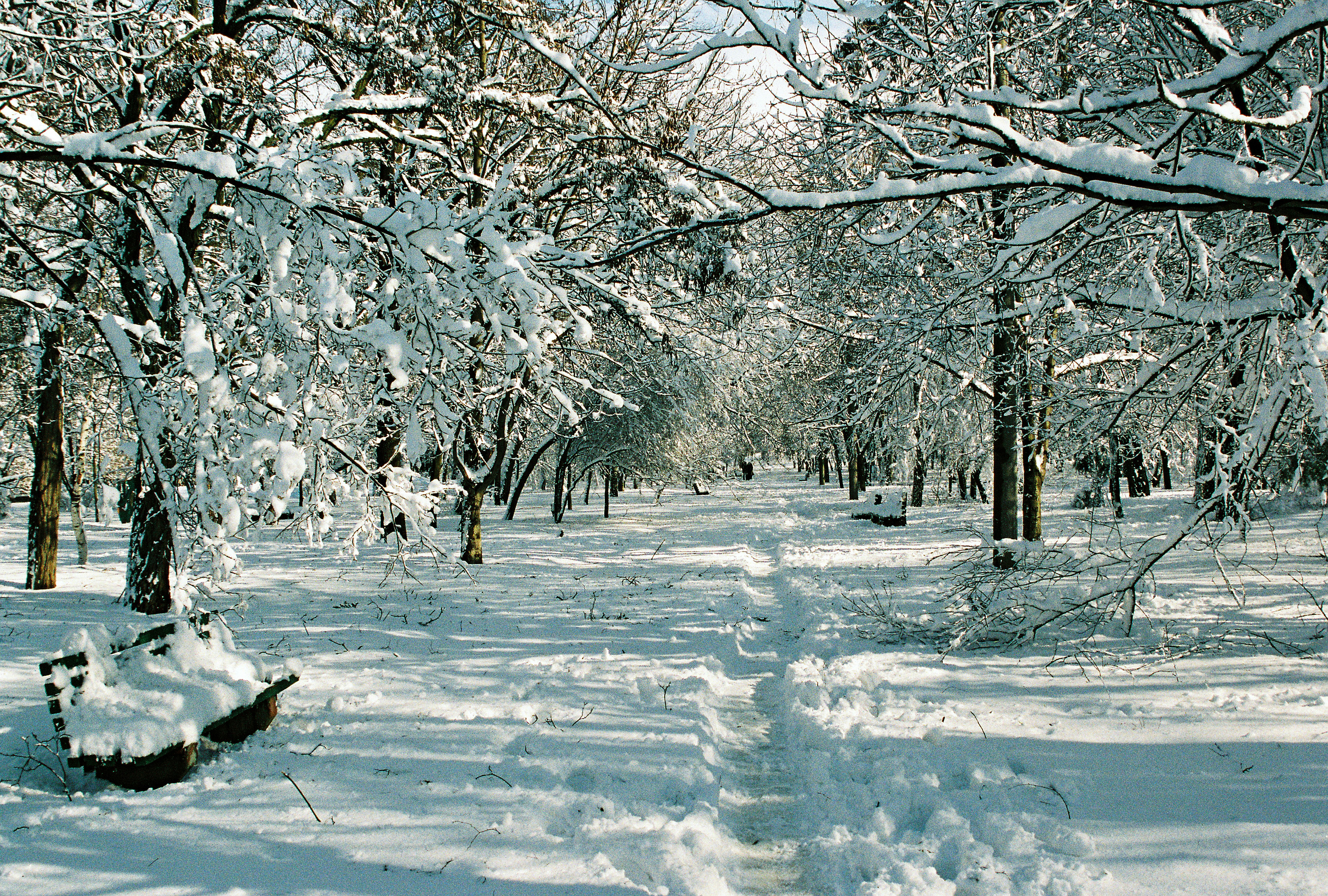 a path through a snowy forest with lots of trees