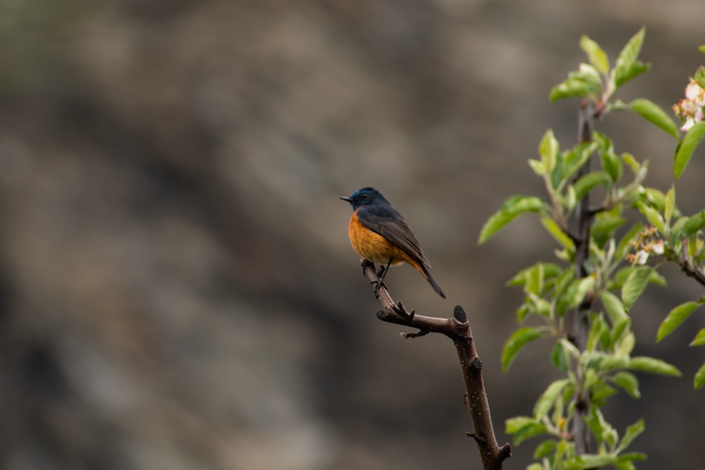 a small bird perched on top of a tree branch