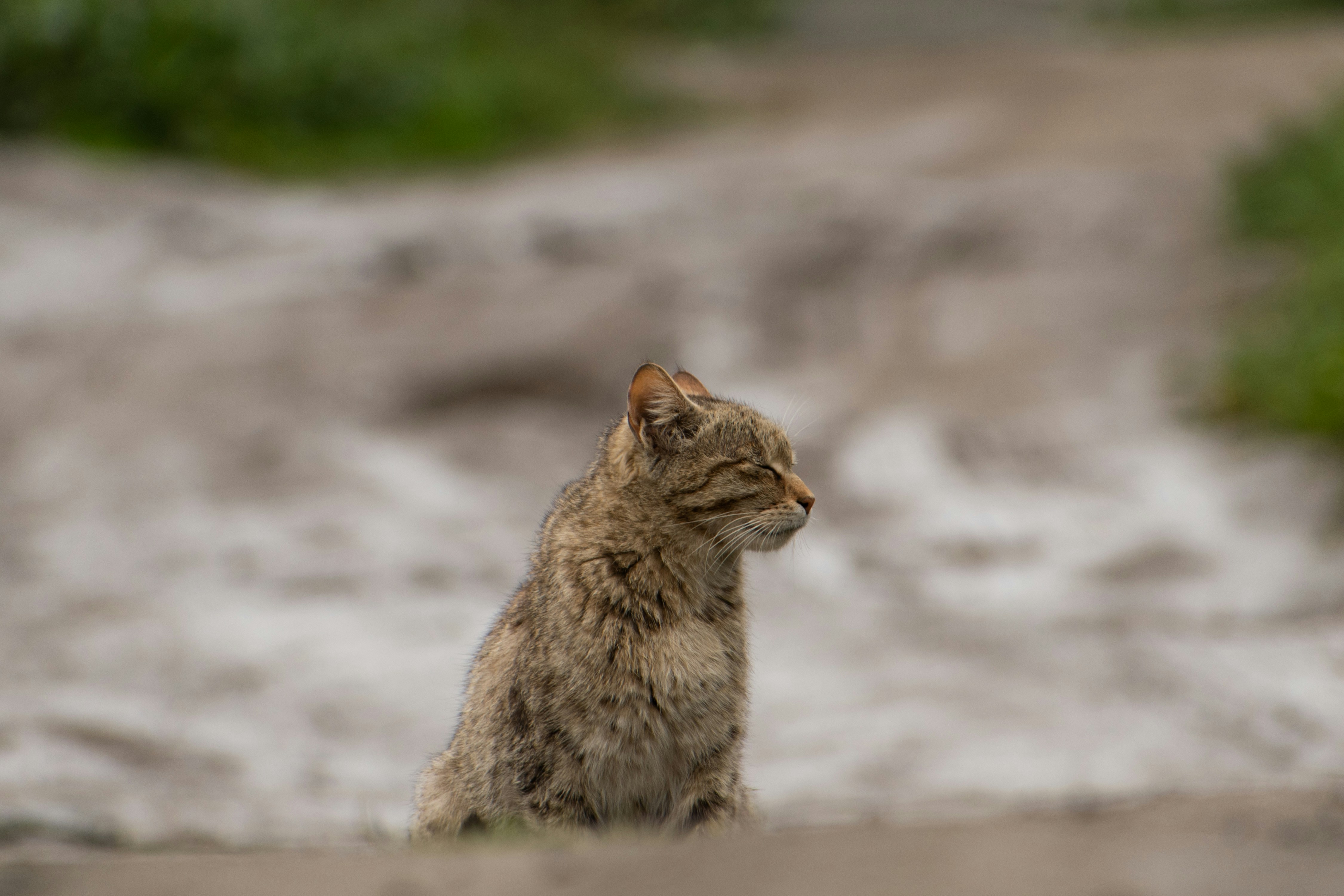 Un gato que está sentado en la arena