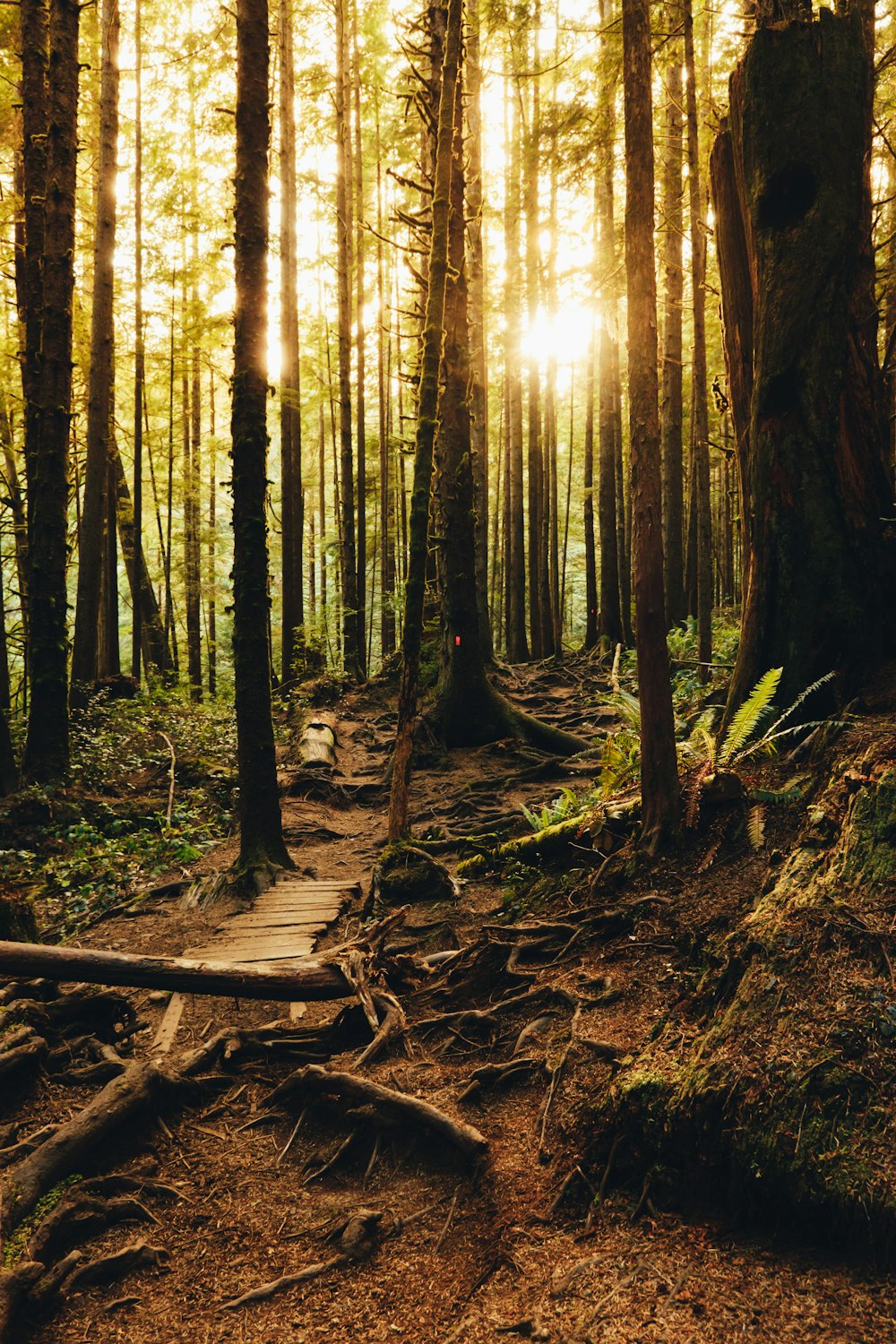 Die Sonne scheint durch die Bäume im Wald