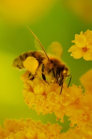 A close-up image of a bee collecting pollen from vibrant yellow flowers. The bee's details, including its wings and body, are clearly visible against a soft, blurred green and yellow background.