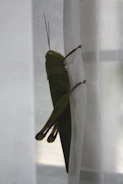 A large green grasshopper clings to a sheer white curtain, its long legs and antennae prominently visible. The natural lighting illuminates the insect's textured body and wings.
