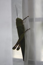 A large green grasshopper clings to a sheer white curtain, its long legs and antennae prominently visible. The natural lighting illuminates the insect's textured body and wings.