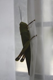 A large green grasshopper clings to a sheer white curtain, its long legs and antennae prominently visible. The natural lighting illuminates the insect's textured body and wings.