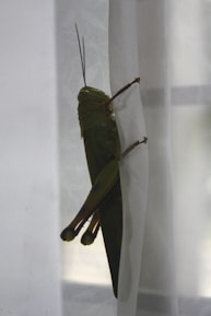 A large green grasshopper clings to a sheer white curtain, its long legs and antennae prominently visible. The natural lighting illuminates the insect's textured body and wings.