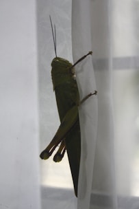 A large green grasshopper clings to a sheer white curtain, its long legs and antennae prominently visible. The natural lighting illuminates the insect's textured body and wings.