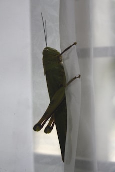 A large green grasshopper clings to a sheer white curtain, its long legs and antennae prominently visible. The natural lighting illuminates the insect's textured body and wings.